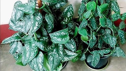 Scindapsus Pictus plant complete care guide| Silver pothos| Satin pothos | Exotica and Argyraeus