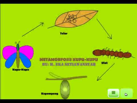 Tutorial Flash Metamorfosis Kupu Kupu | 211 biologi video metamorfosis kupu kupu sma flv youtube Tutorial Flash Metamorfosis Kupu Kupu | 211 biologi video metamorfosis kupu kupu sma flv youtube
