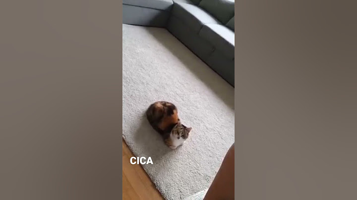 sigmeow😺|  #cica #macska #nyautilusz #miau #sigma #cicaChad #szánalmashaszontalanállat