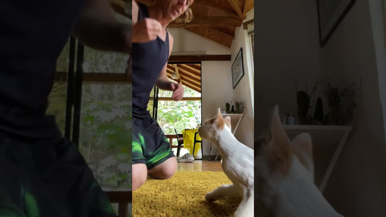 GANG'S CAT TRAINING- SHAKE + BANG // PLAY DEAD