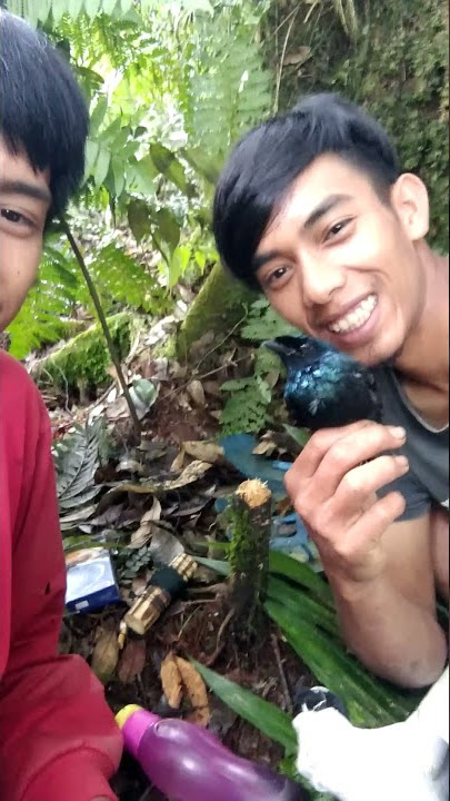 Pikat burung kantil bukit
