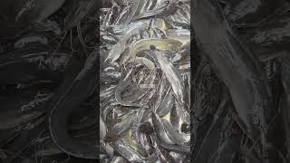 African catfish ( Hito ) #freshwaterfish #fish #africancatfish #youtubeshort #foodie , #fishfarming