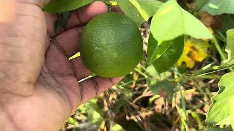 How, Why & When To Remove Suckers From Citrus Trees (Mandarin, Navel Orange, Tangerine, Kunquat etc)