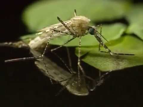 Vidéo: Approches De La Surveillance Passive Des Moustiques Dans L'UE
