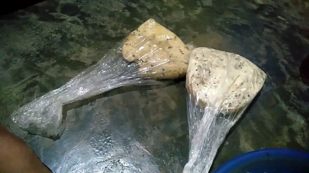 CARA MEMBUAT UMPAN IKAN MAS LOMBA ATAU GALATAMA IKAN RAME