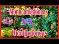 Que son las plantas mono y dicotiledneas plantmen