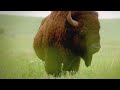 Symbolism and History of Buffalo