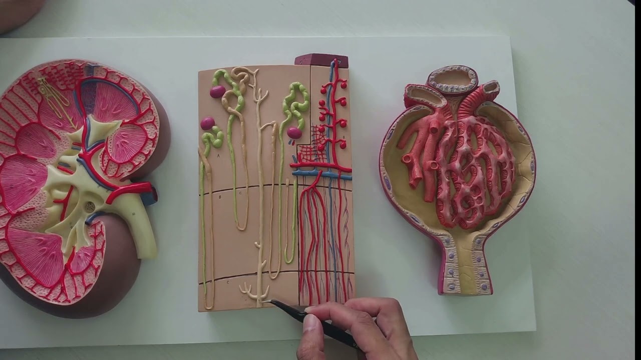Anatomi Sistem Urinaria