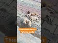 All together #puppies #shortsfeed #youtubeshorts #naturelovers #puppylove #puppy #pets #animals