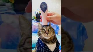 Funny Cats 😂 Episode 212 #Shorts