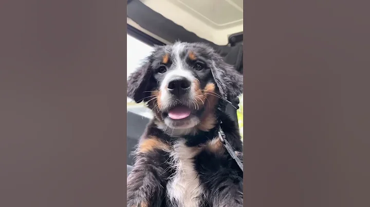 Watch My Bernese Mountain Dog Puppy Grow Up in 30 Seconds - DayDayNews