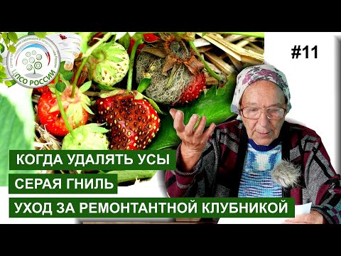 Видео: Гниль клубники. Горькая, кислая ягода. Советы по уходу за клубникой.