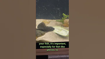 Organic diet for your pleco🥬🥒🫑