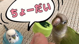 褒められたいインコたち①