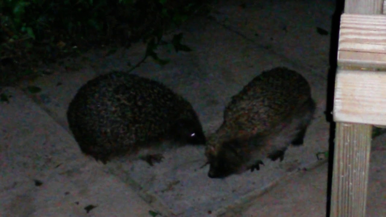 Why Do Hedgehogs Circle Each Other: Surprising Behaviors Explained