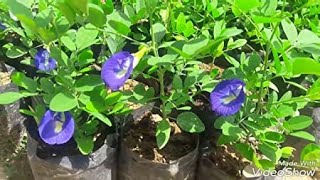 How to grow Aparajita /bluebellvine/ blue pea / butterfly pea/ cordofan pea at home