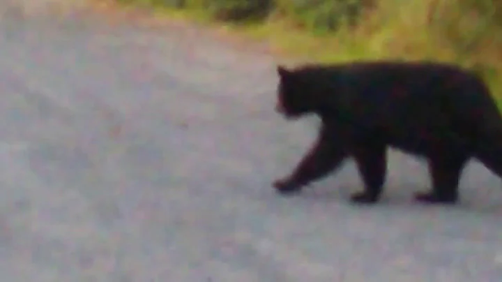 Airport cops chasm bears after leaven bar