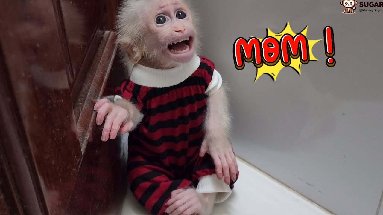 Baby Monkey SUGAR Screams Running Find Mom at Thunder