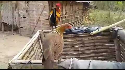 ไก่ป่าน้ำ1 qaib qus tom ib 0302281162whatsapp02052153089