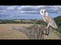 4 Years in the Life of a Male Barn Owl | Barney -  A Barn Owl's Life Story