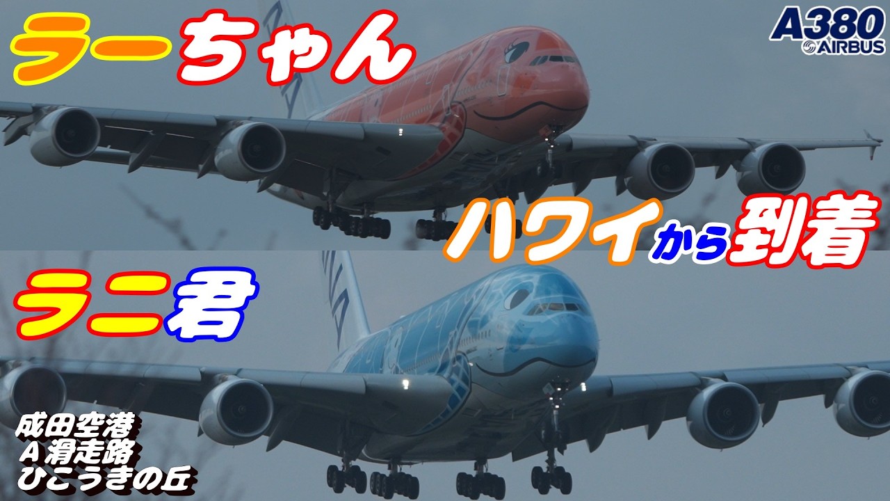 4K】成田空港 さくらの山公園 ANA超巨大旅客機エアバスA380 ラニ君