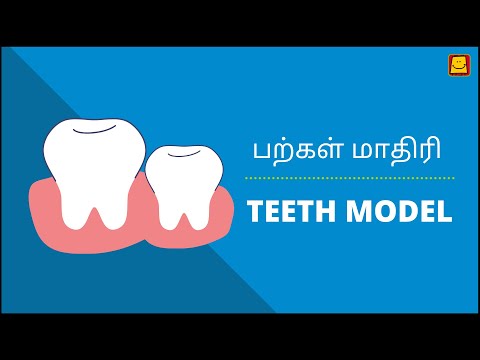 Teeth Model (Tamil) | பற்கள் மாதிரி