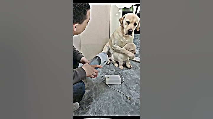 MIRA COMO ESTÁ PERRITA 🐕DEFIENDE A SU CACHORRO 🐾🥺 #viral #shorts #viral