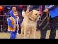 двукратный чемпион Балканабада Опущ Гаплан Туркменский Волкодав Turkmen it alabay Champions Dogs