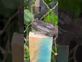 TRUCO JAPONÉS para unir dos maderas de manera perfecta