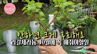 제라늄,#리갈가지치기 #리갈제라늄 #리갈순따기