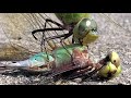 Dragon Fly Eating Short