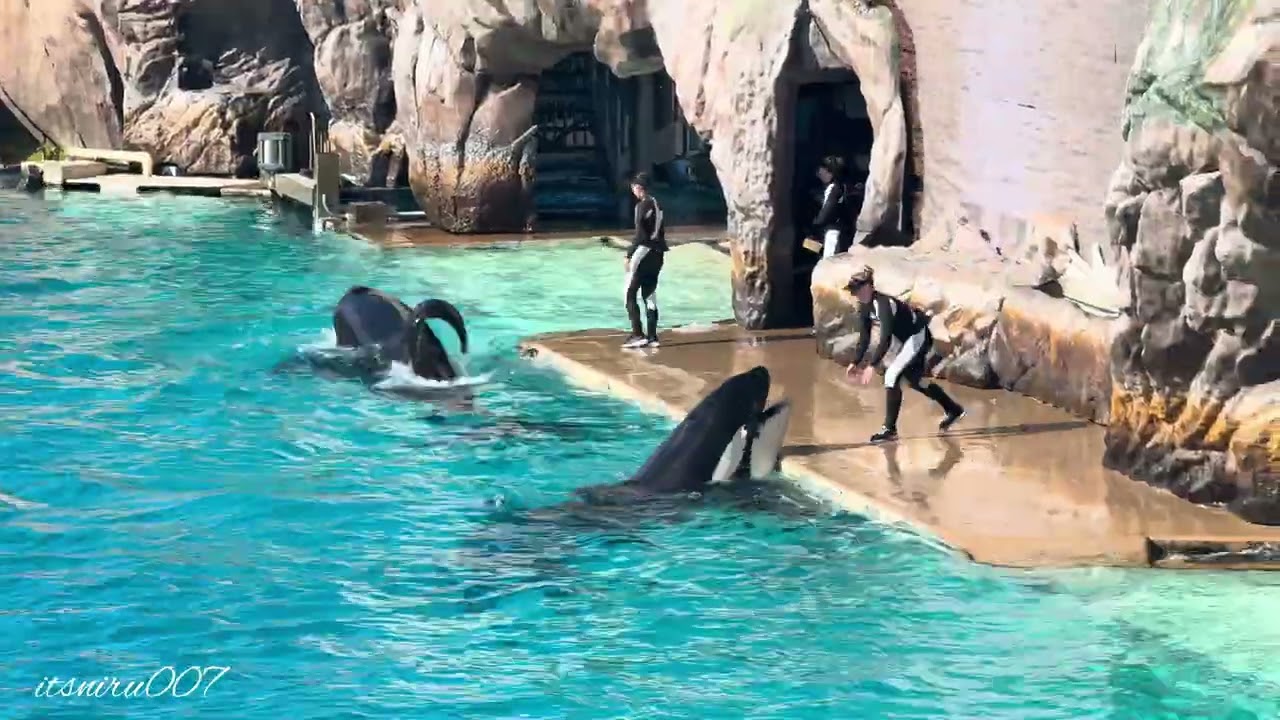 The Orca, killer whale 🐋 show, Seaworld, San Diego