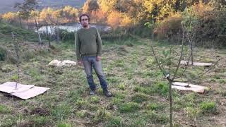 Comparativa de acolchados en árboles frutales - Video 1