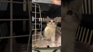 #Show off your cat#My cute pet#Daily records of cute pets