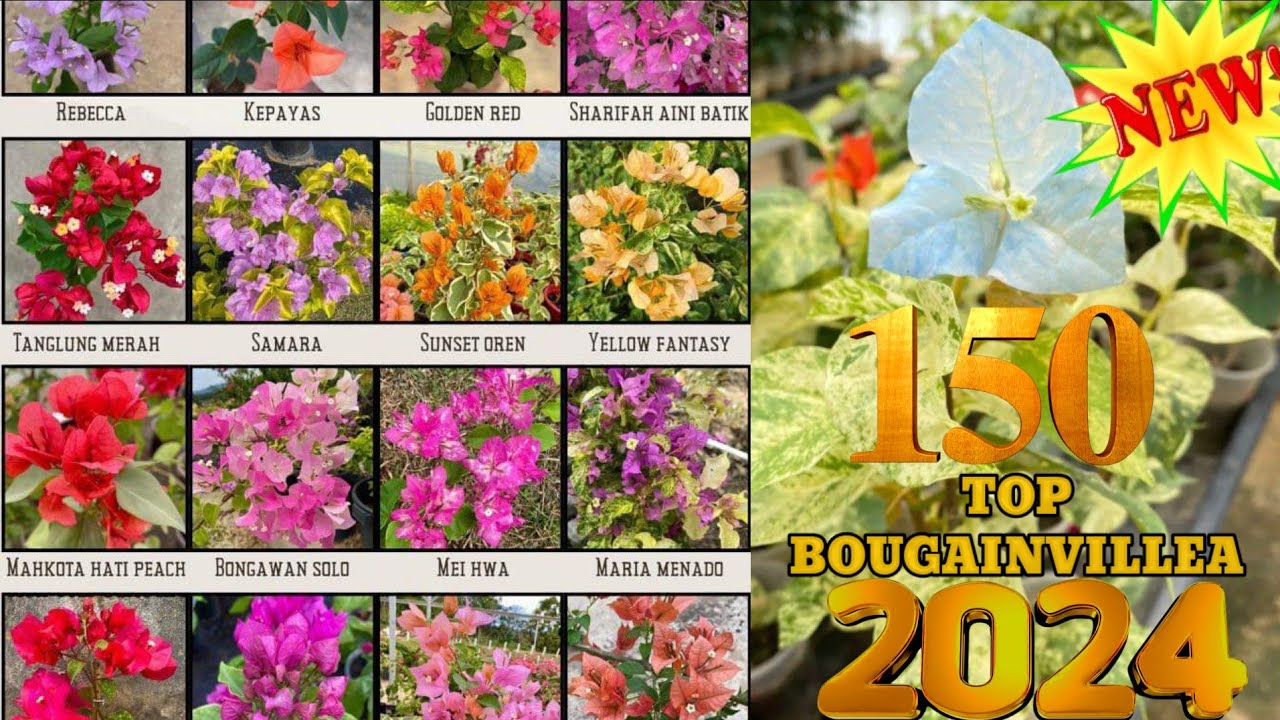 150 Top Beautiful Bougainvillea Varieties 2024 With Names And ID / flowers bloom / Rare Collection