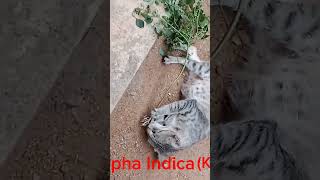 Cat eats Acalypha Indica | Kuppameniya