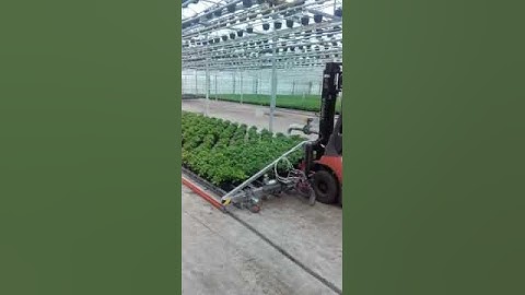 Wijderzetvork Islandplant