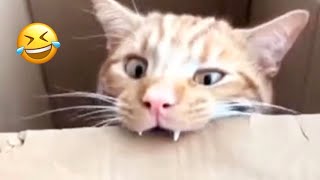 Funny Cat Videos | Cute Cat Videos 🤣😳 A cat chewing on cardboard 🤗❤️ #71