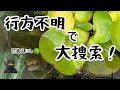 一瞬で雲隠れニホンイシガメえにし🍀#ニホンイシガメ#クサガメ#亀の脱走
