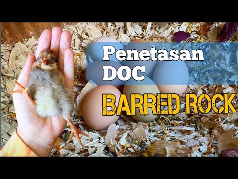 Ayam Barred Rock