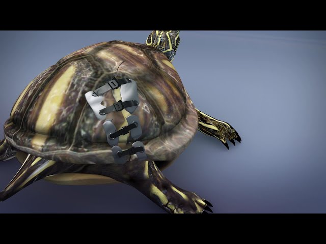 Non-profit organization uses bra clasps to treat injured turtles 