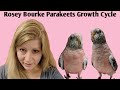 Growth of a Rosy Bourke Parakeet