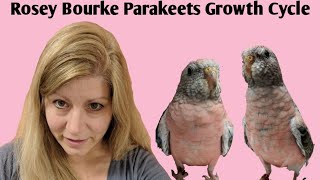 Growth of a Rosy Bourke Parakeet