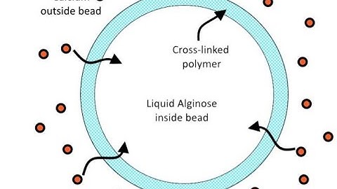 Hydrogel Bead Development for Microbial Culture Encapsulation for Bioremediation -Spring 2021