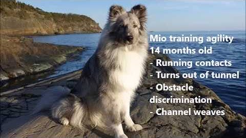 Mio training agility foundations, running contacts and channel weaves, 14 months old