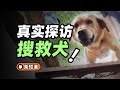 被埋进1600平米的废墟，5分钟后，搜救犬找到了我【柴知道】