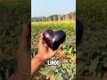 Berinjela em Formato de Coração 🍆❤️