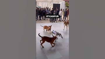 Real Dogs Attack On Robot Dog🐕🤖 #iitkanpur #robotics #techkriti #ai #shorts