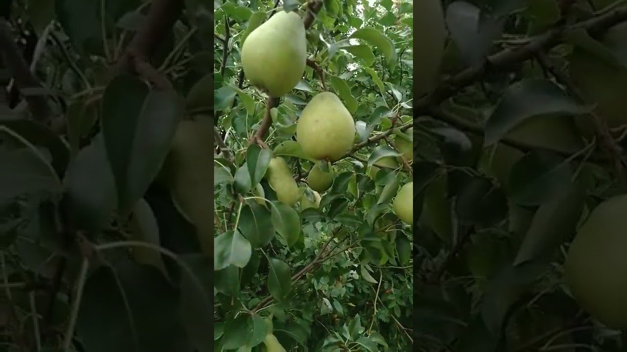 Груша сорт Чижевского не спеет. - YouTube