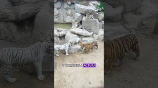 The Den Retriever Wandering Among The Tigers Retriever